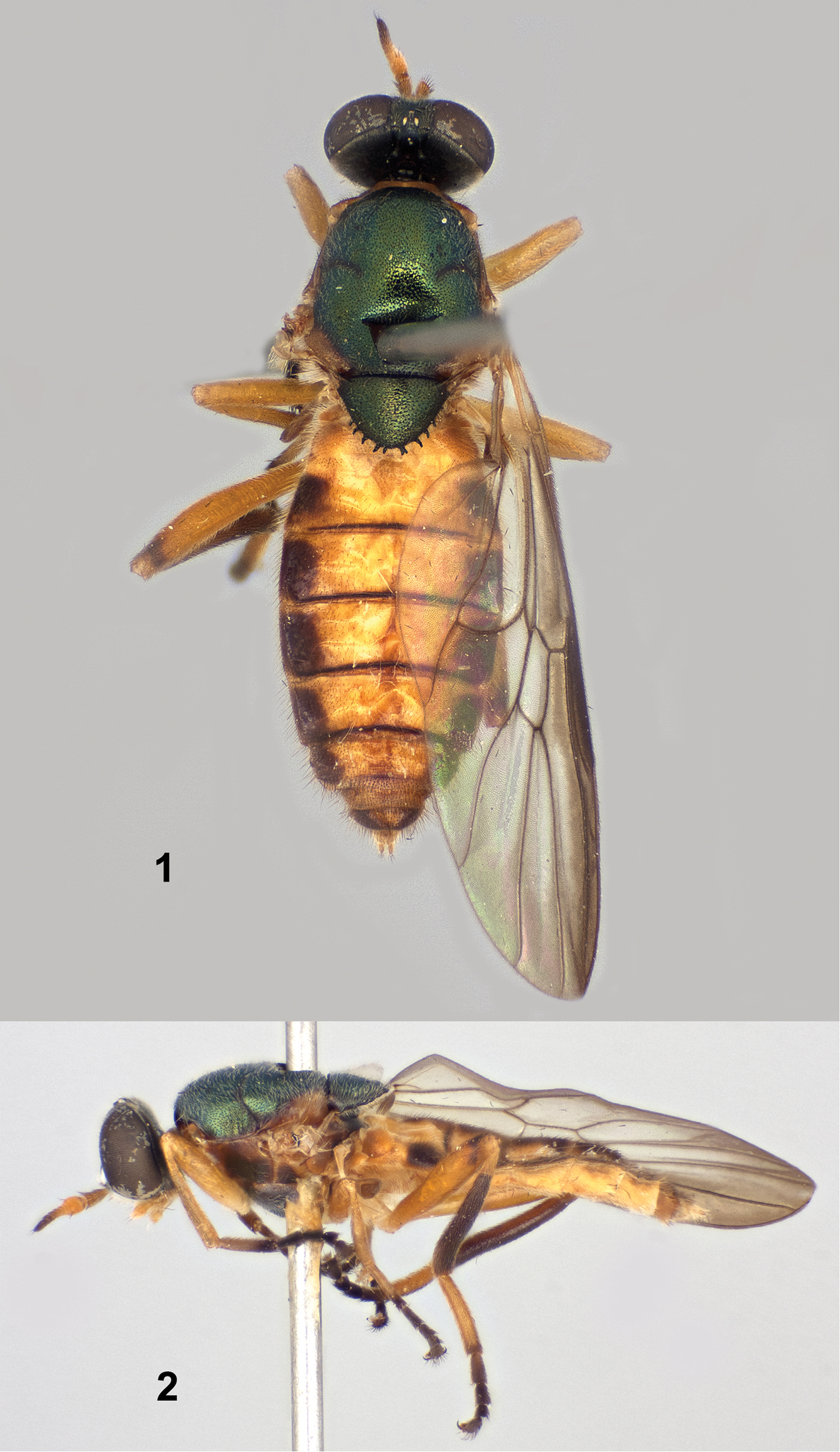 Paraberismyia chiapas Woodley - Female holotype (Figures 1 & 2 from Woodley, 2013)