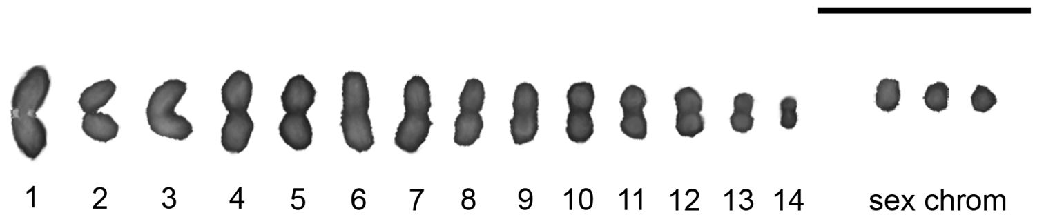 karyotype male. Male meiotic karyotype of