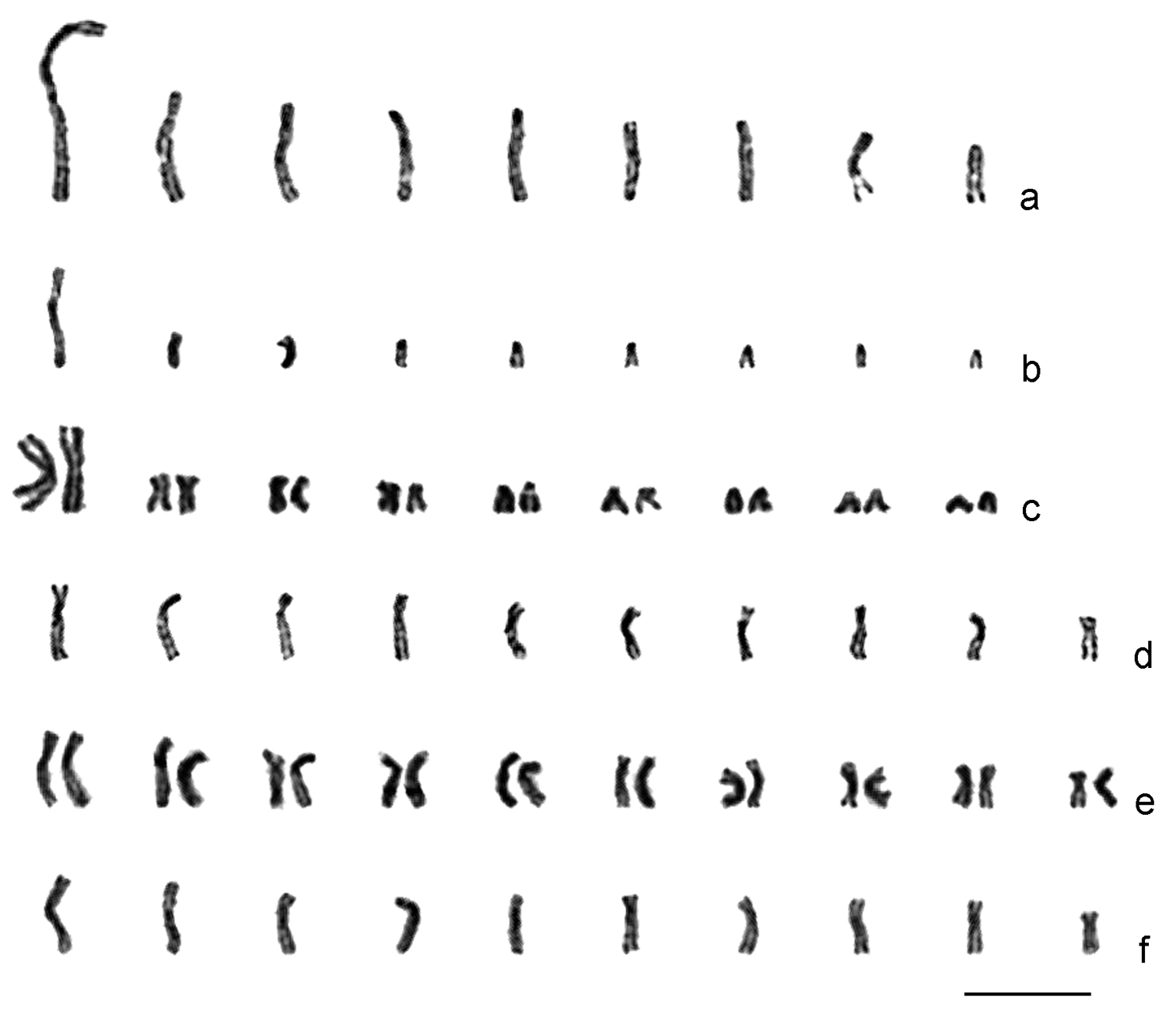Haploid Chromosome